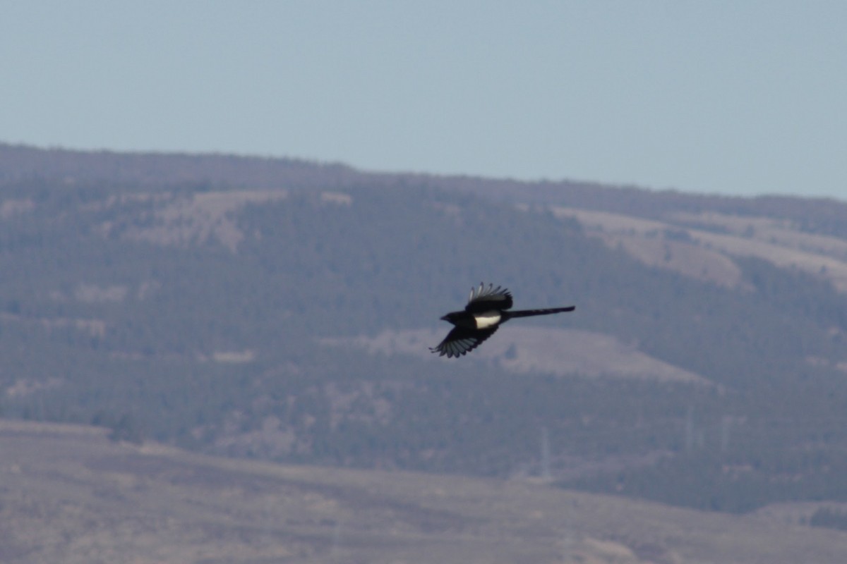 straka americká - ML646074142