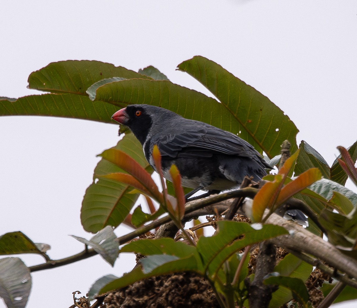 Masked Saltator - ML646074146