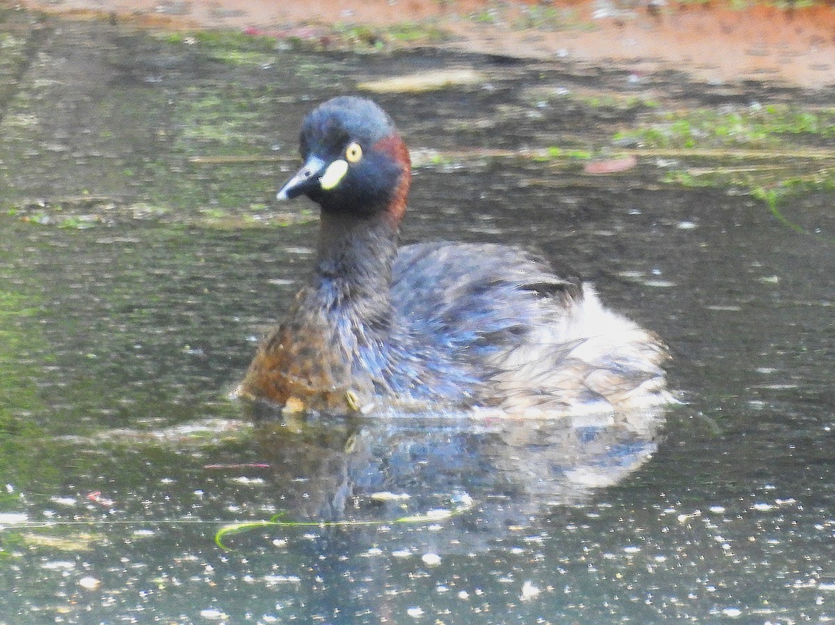 Australasian Grebe - ML646074153