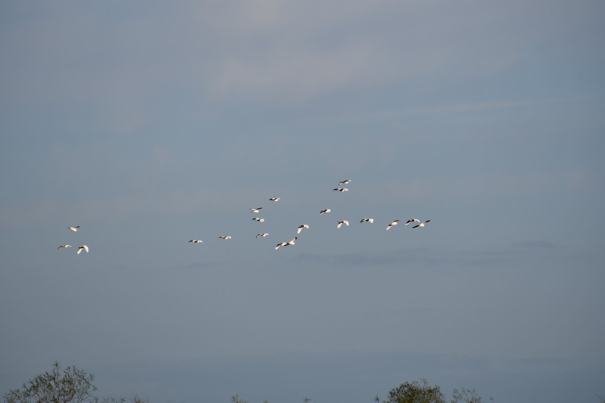 Western Cattle-Egret - ML646074154