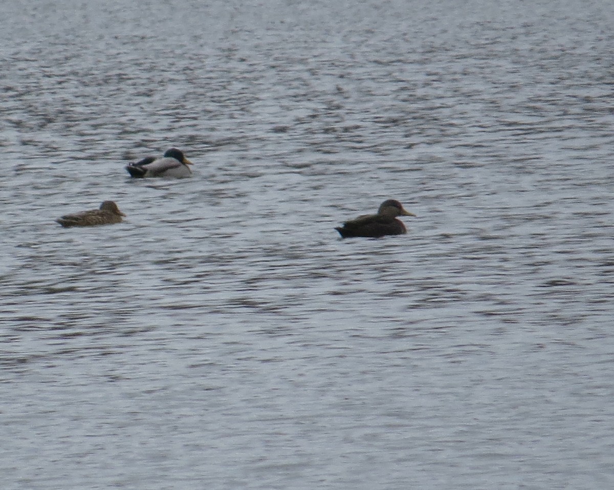 アメリカガモ - ML646074155