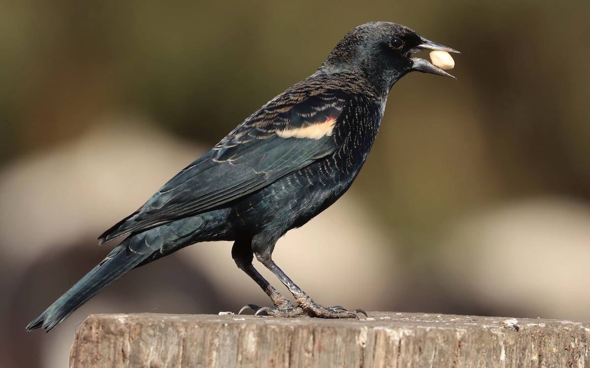 Sargento Tricolor - ML646074159