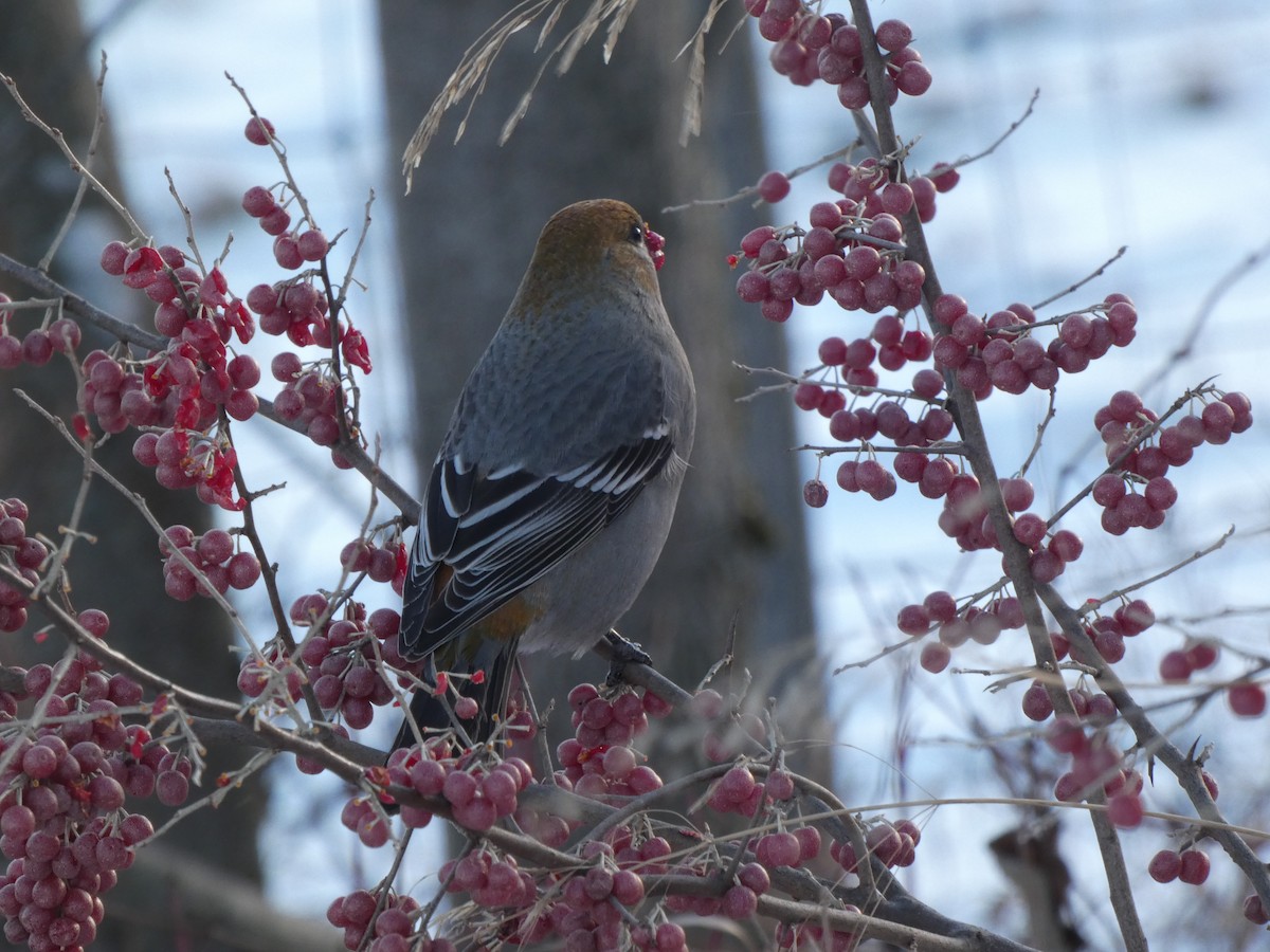 Смеречник тайговий - ML646074162