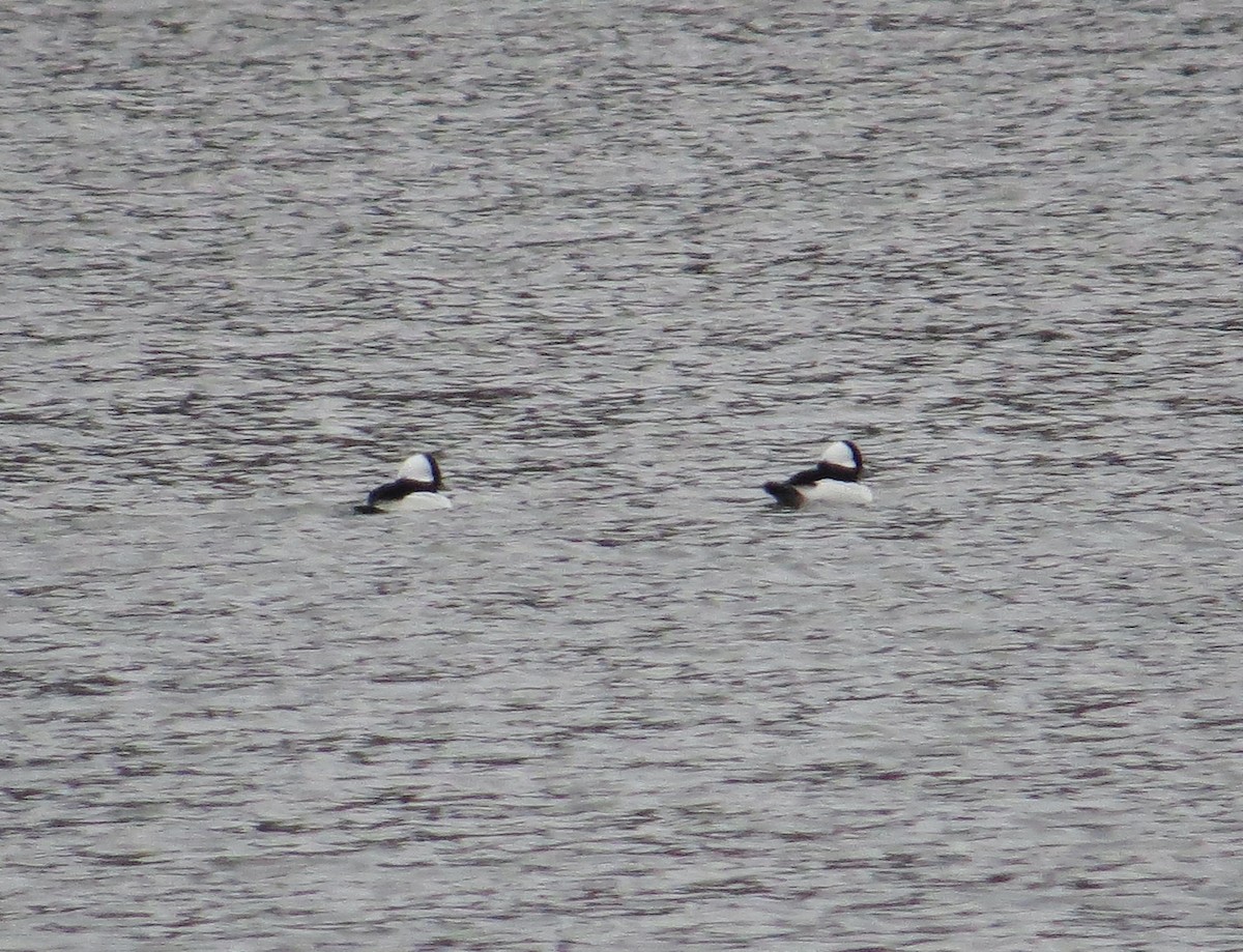 Murgilari buruzuria - ML646074173