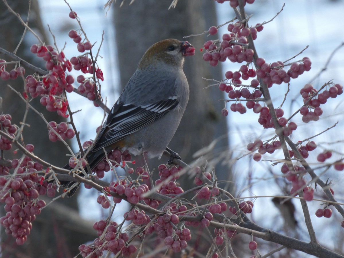 Смеречник тайговий - ML646074176