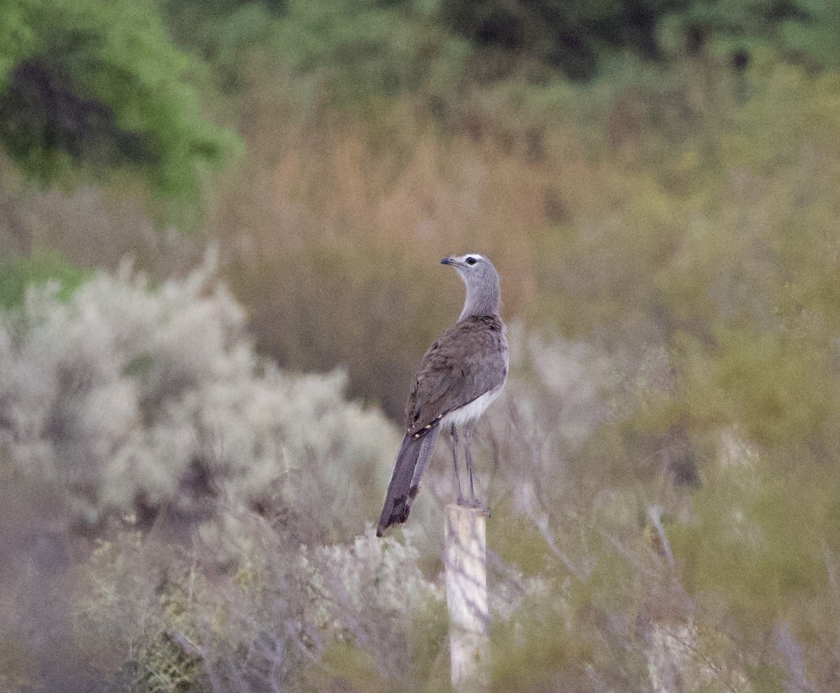 Black-legged Seriema - ML646074187