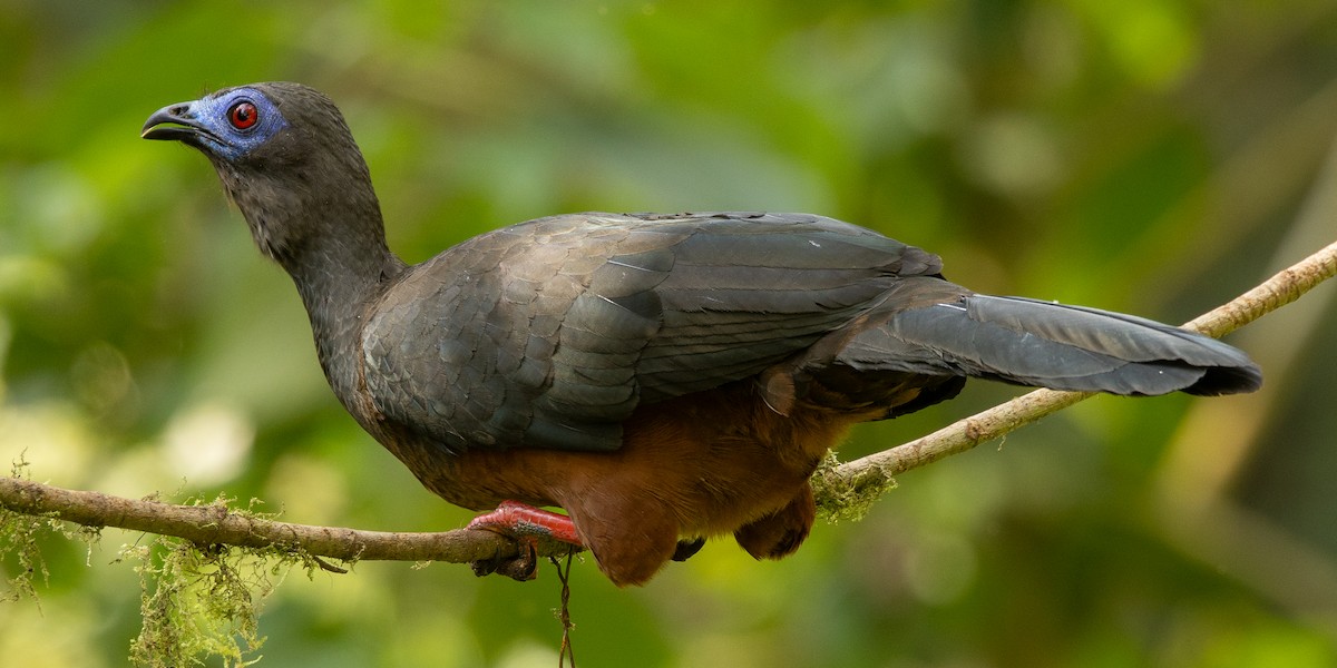 Sickle-winged Guan - ML646074197