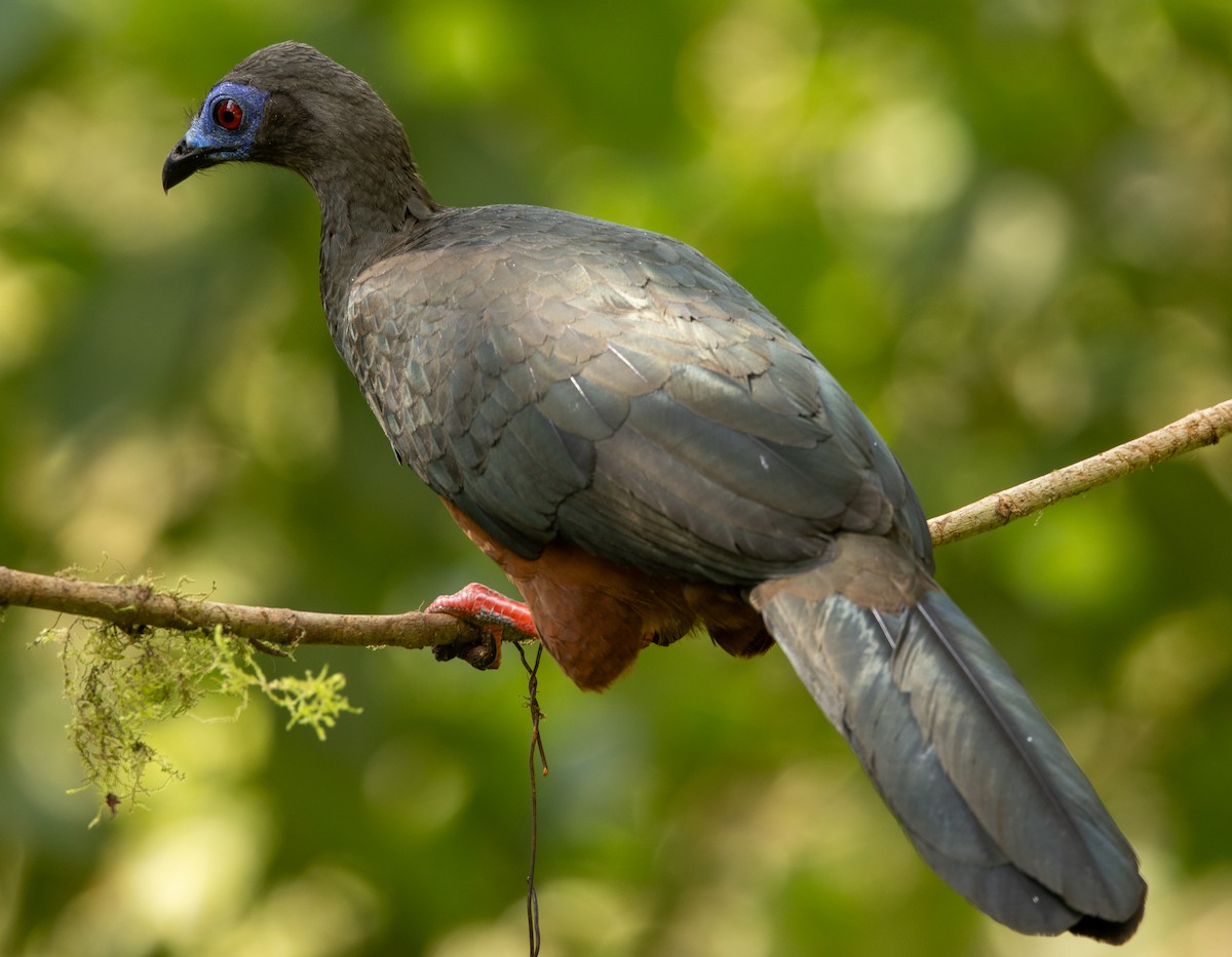 Sickle-winged Guan - ML646074201