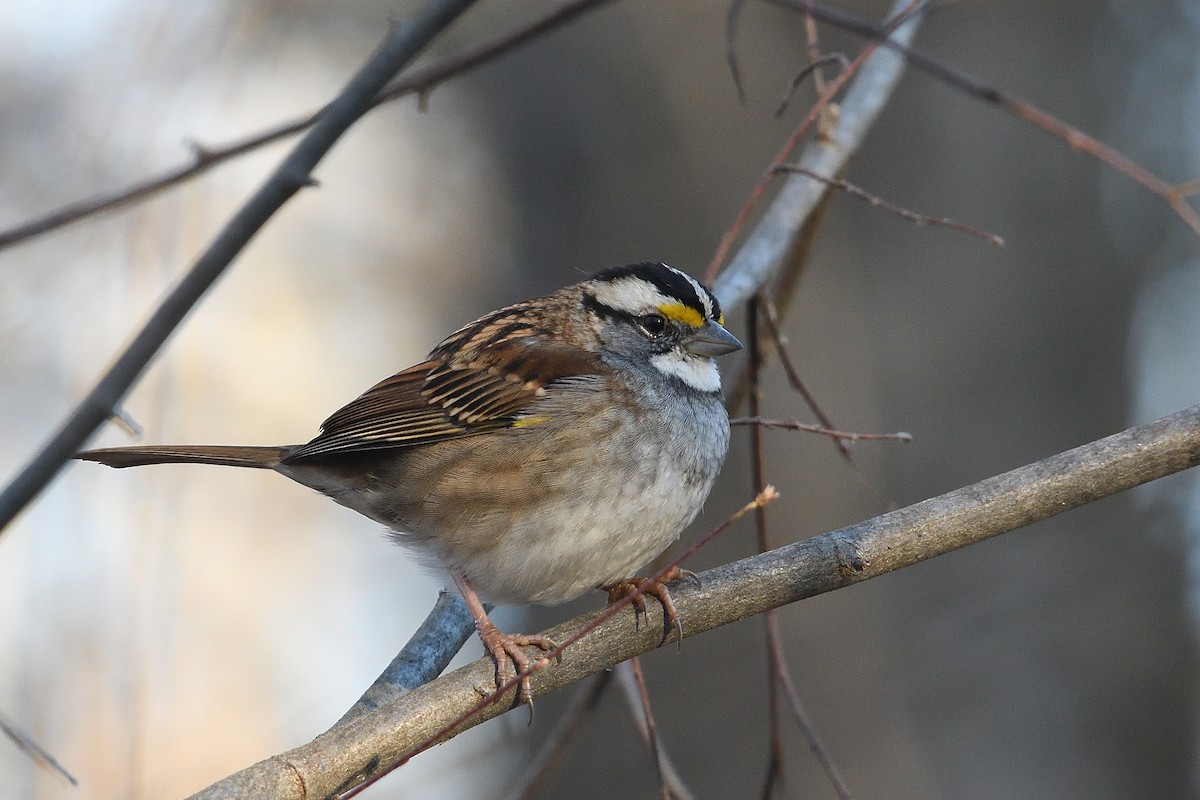 White-throated Sparrow - ML646074202