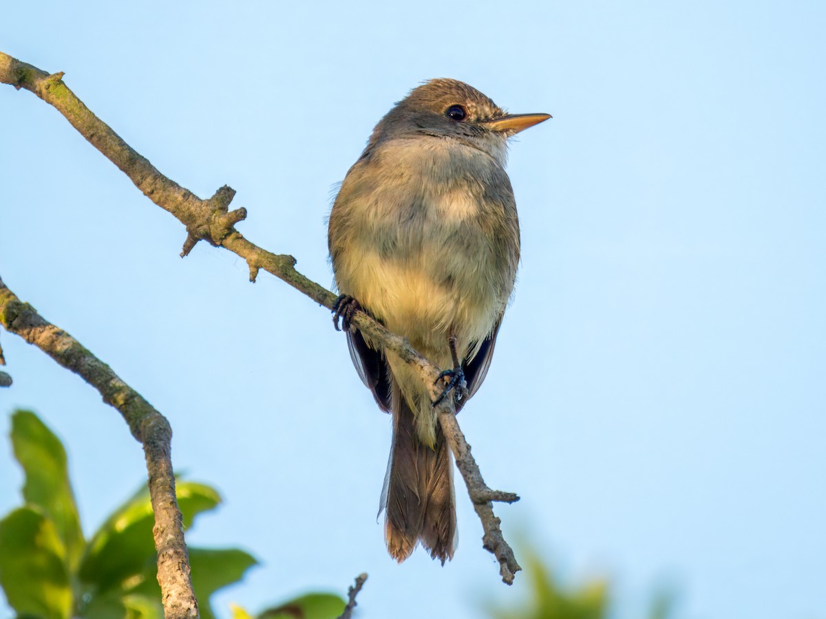 Willow Flycatcher - ML646074209