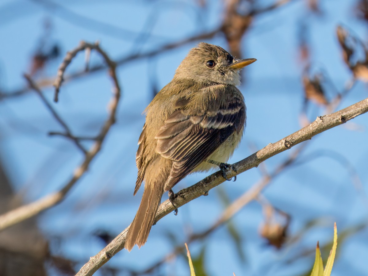 Willow Flycatcher - ML646074211