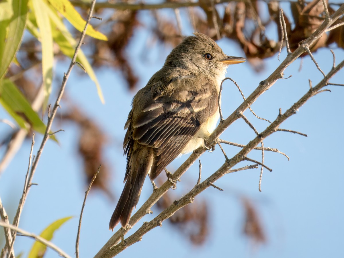 Willow Flycatcher - ML646074212