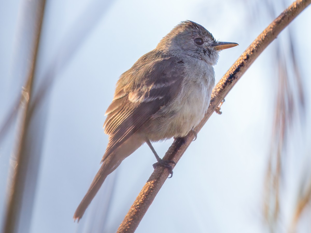 Willow Flycatcher - ML646074213