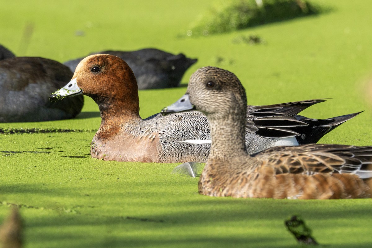 hvízdák eurasijský - ML646074214