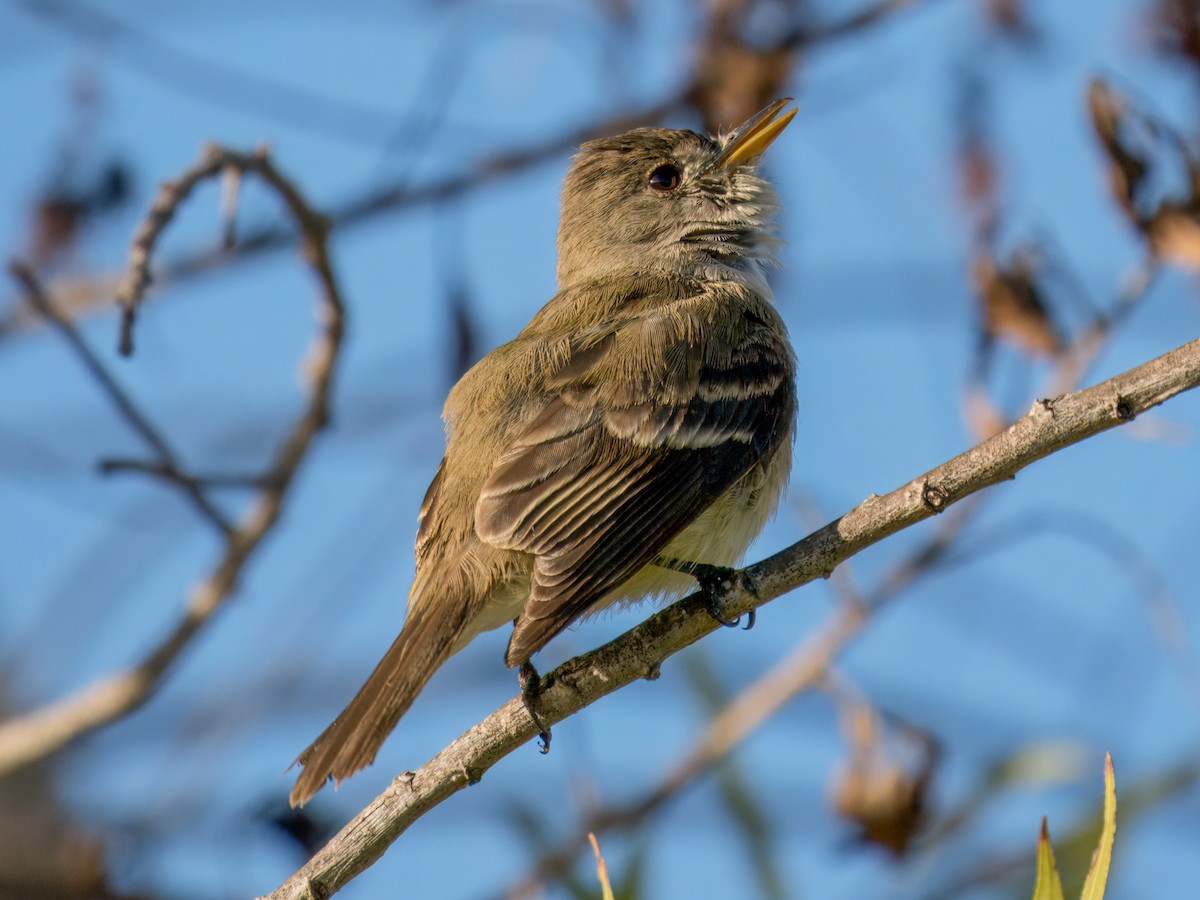 Willow Flycatcher - ML646074216