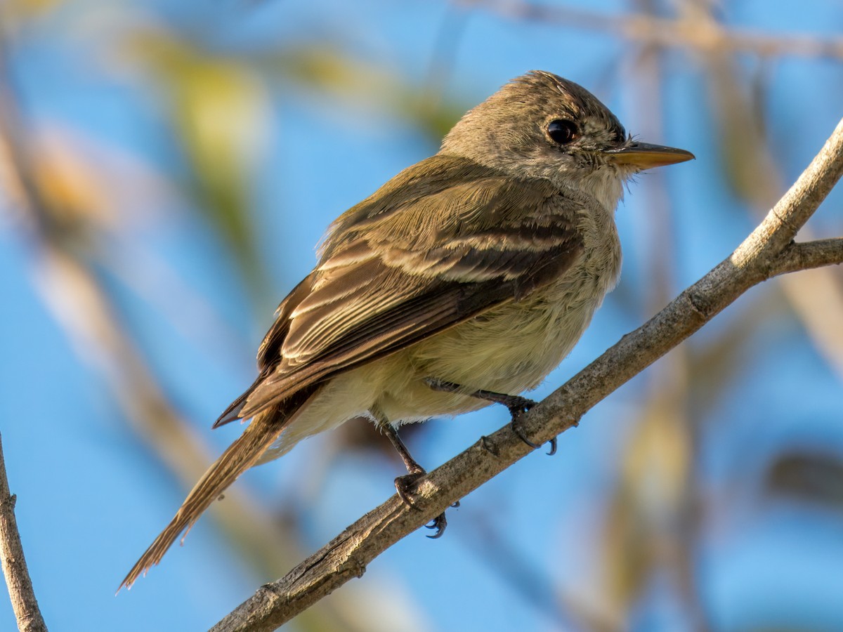 Willow Flycatcher - ML646074218