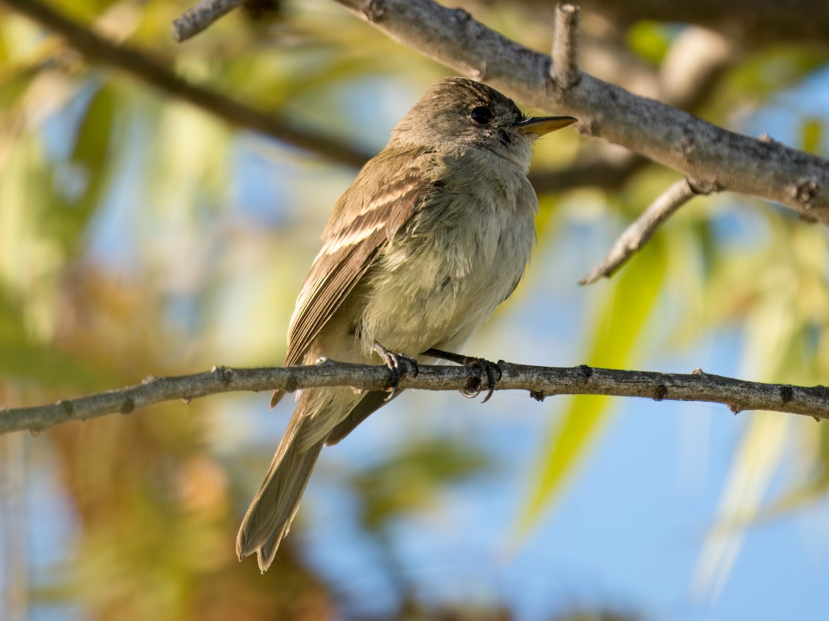 Willow Flycatcher - ML646074219
