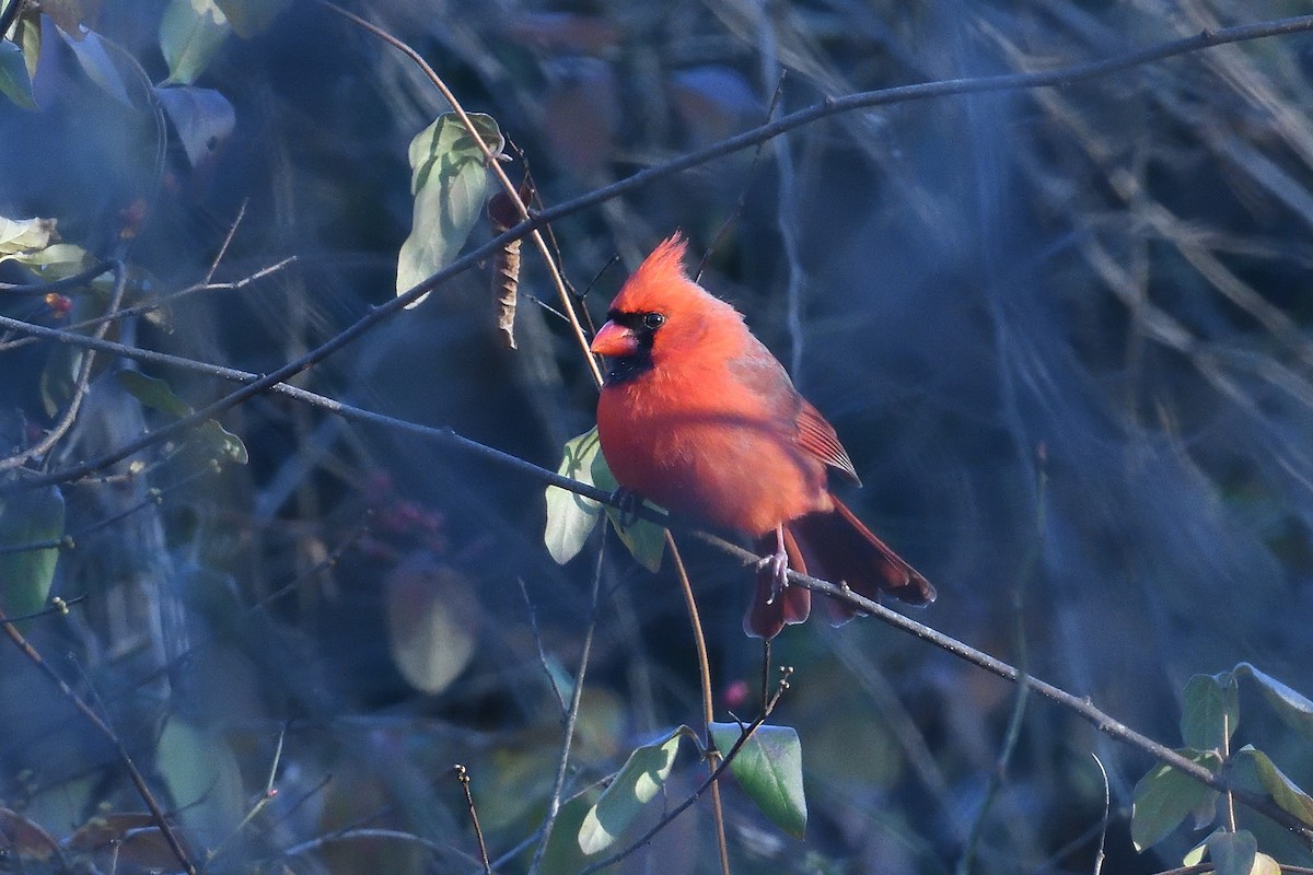 Northern Cardinal - ML646074221