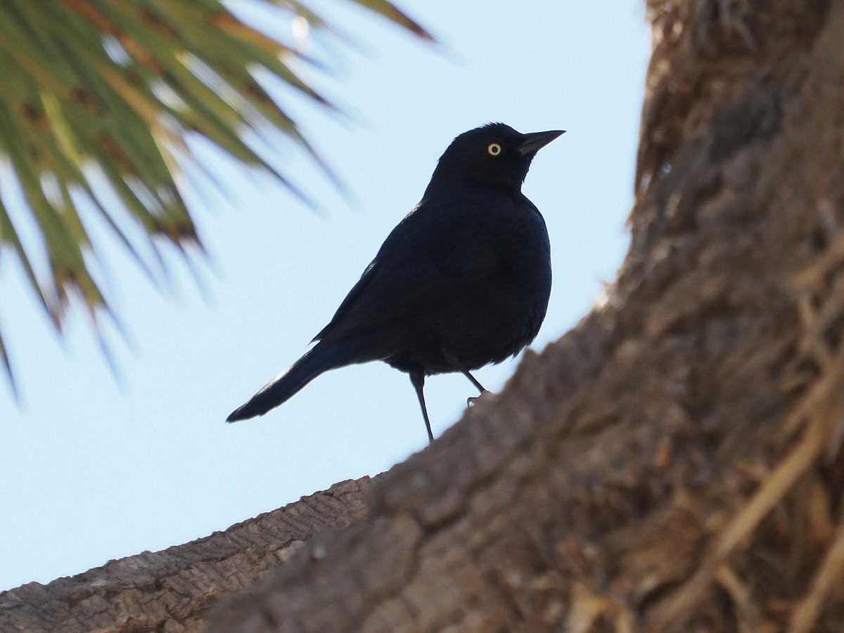 Brewer's Blackbird - ML646074222
