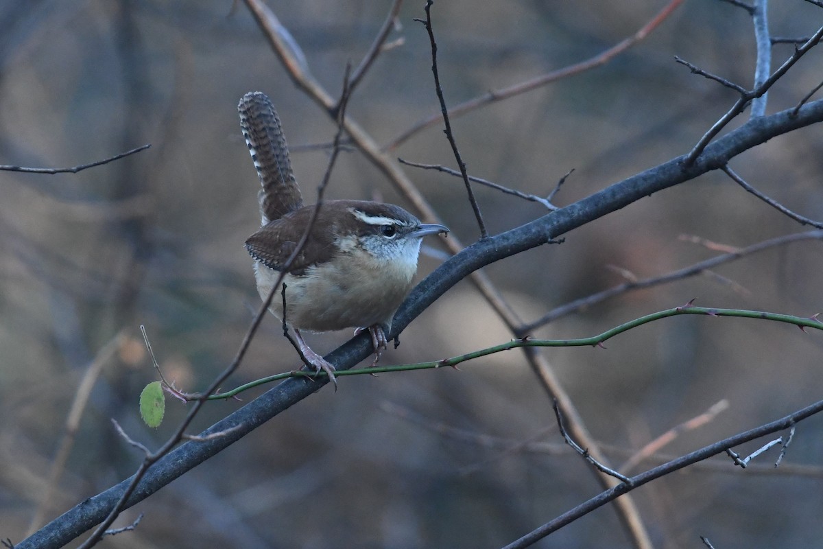 Carolina Wren - ML646074224