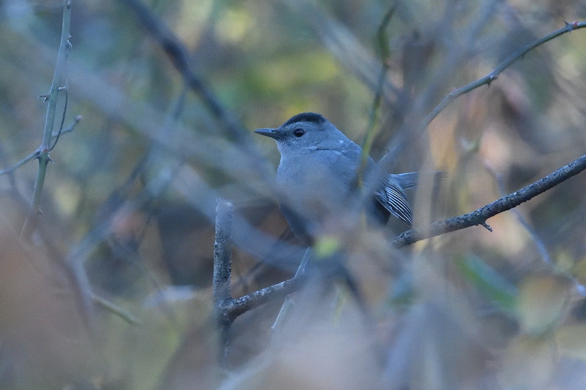 Gray Catbird - ML646074225