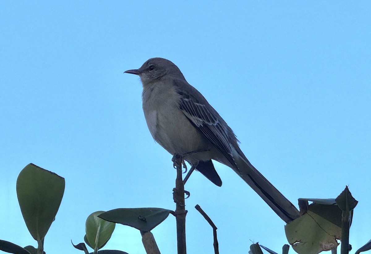 Northern Mockingbird - ML646074231