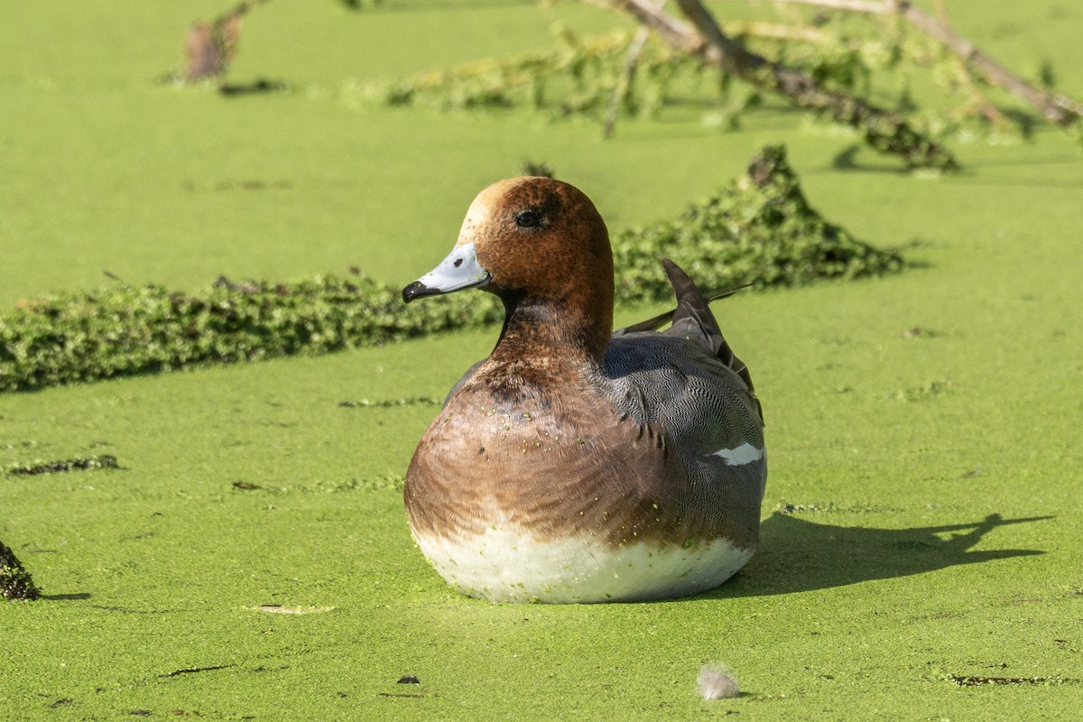 hvízdák eurasijský - ML646074235