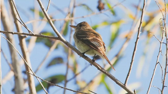 Willow Flycatcher - ML646074236