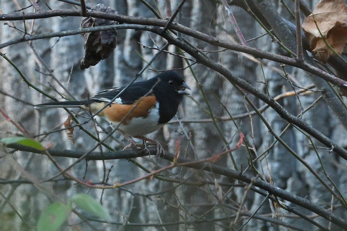 Eastern Towhee - ML646074237