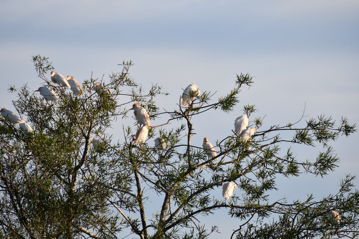 Western Cattle-Egret - ML646074239