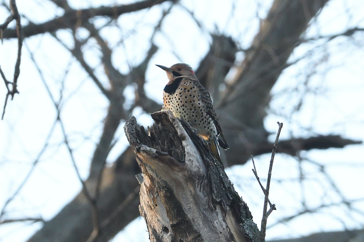 Northern Flicker - ML646074242