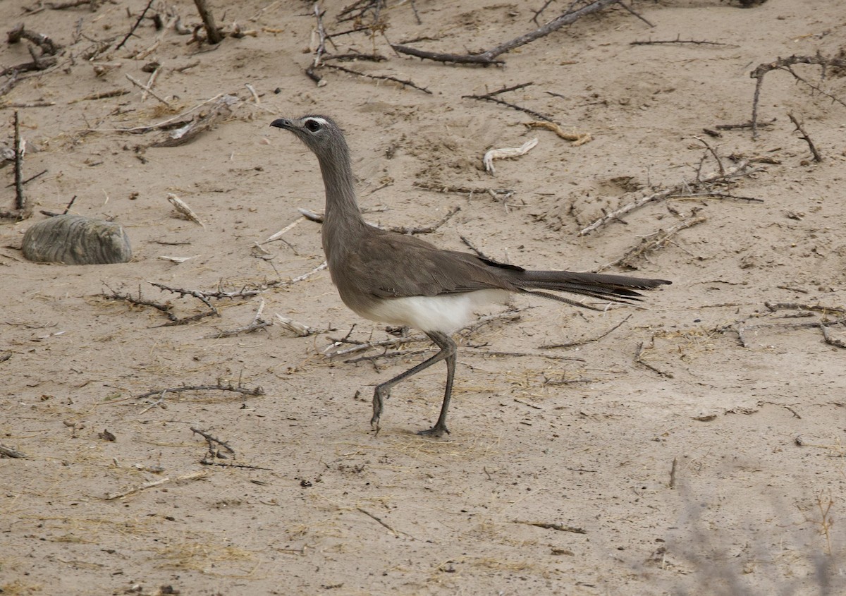 Black-legged Seriema - ML646074247