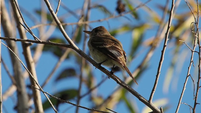 Willow Flycatcher - ML646074253
