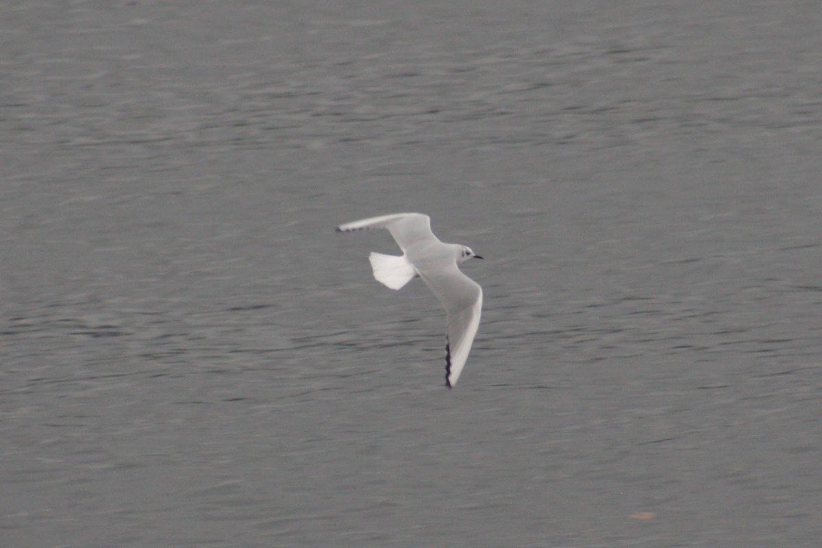 Bonaparte's Gull - ML646074254