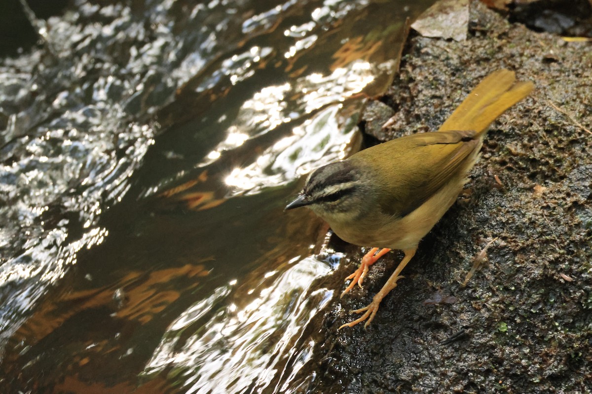 Riverbank Warbler - ML646074256