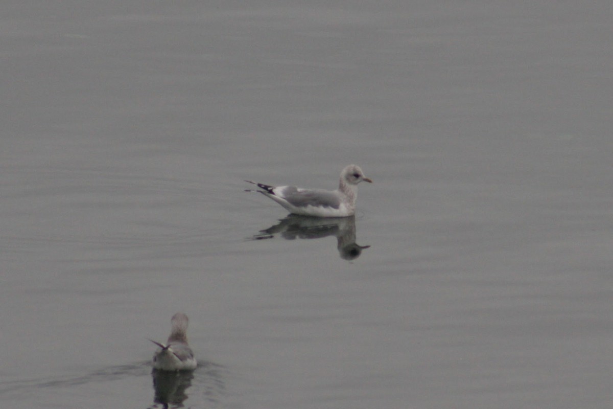 Short-billed Gull - ML646074266