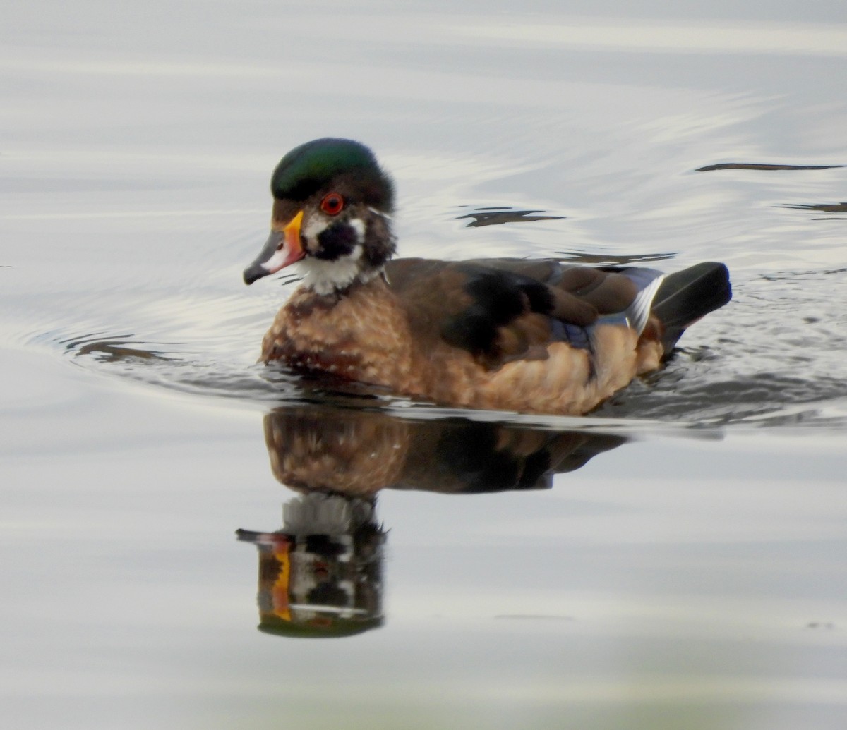 Ahate karolinarra - ML646074269