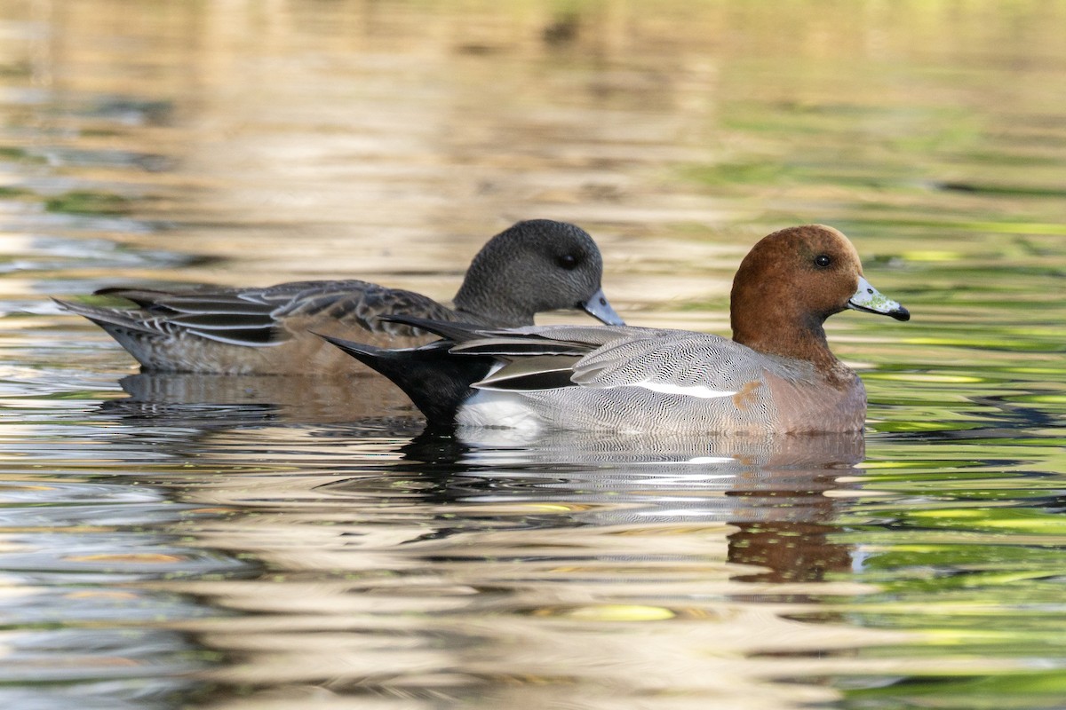 hvízdák eurasijský - ML646074272