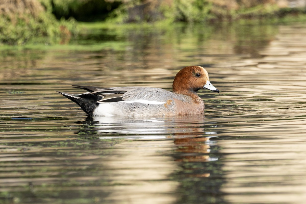 hvízdák eurasijský - ML646074273