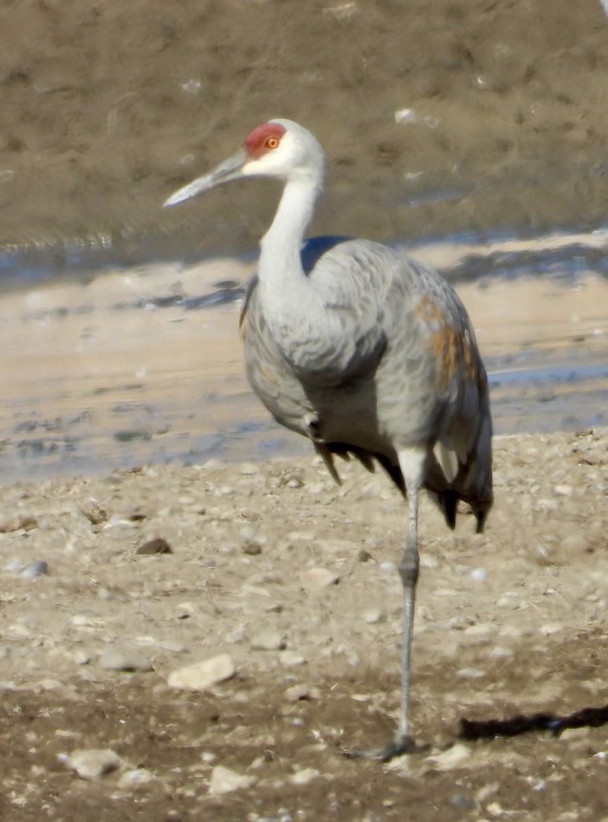 Sandhill Crane - ML646074277