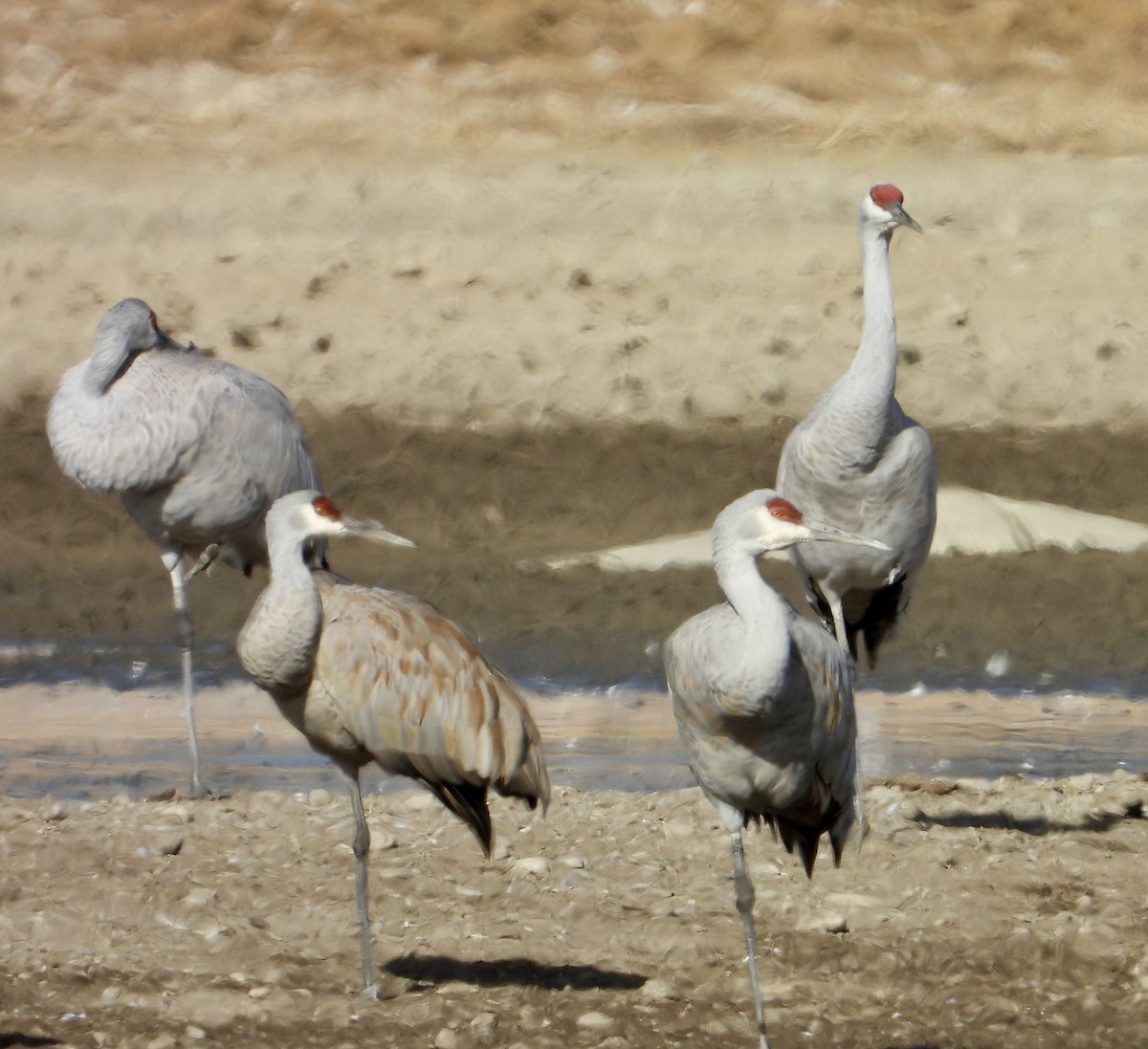 Sandhill Crane - ML646074278