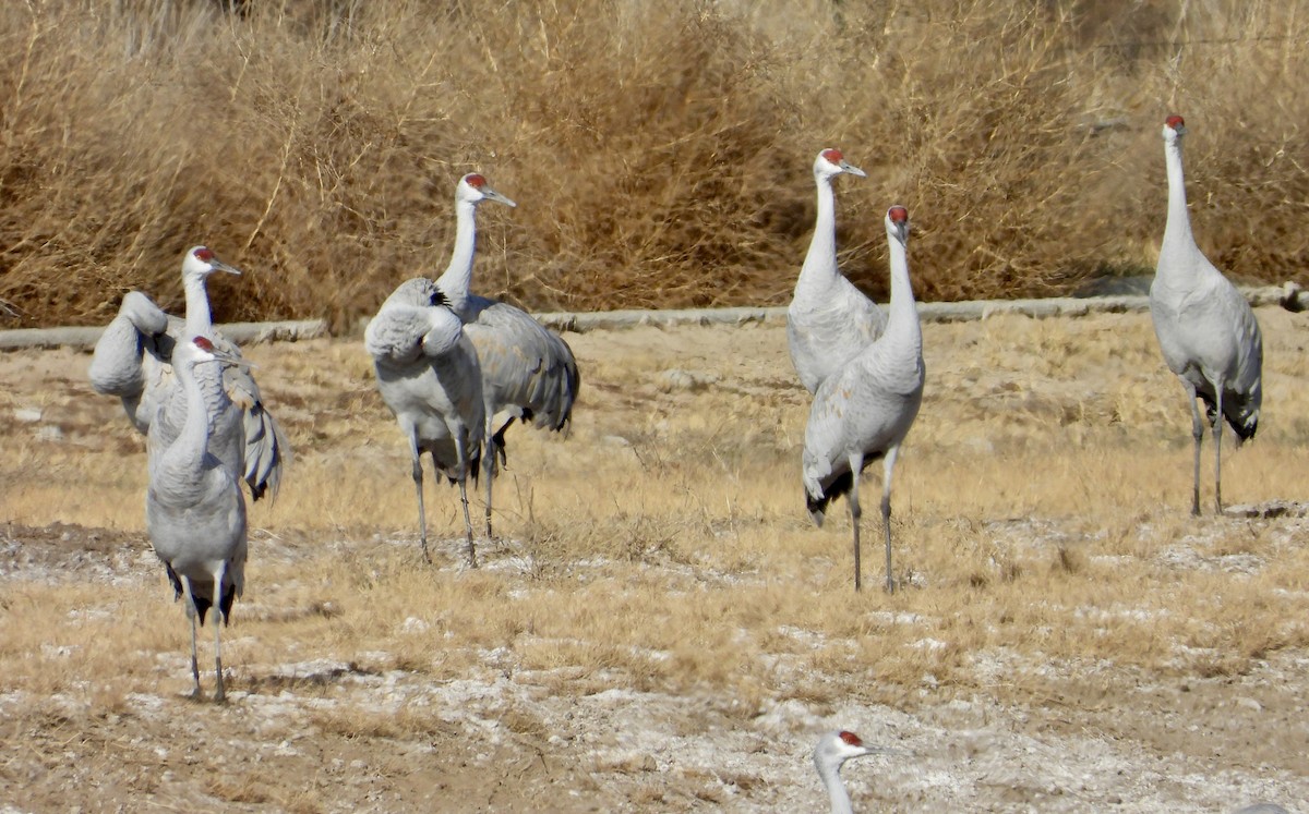 Sandhill Crane - ML646074279