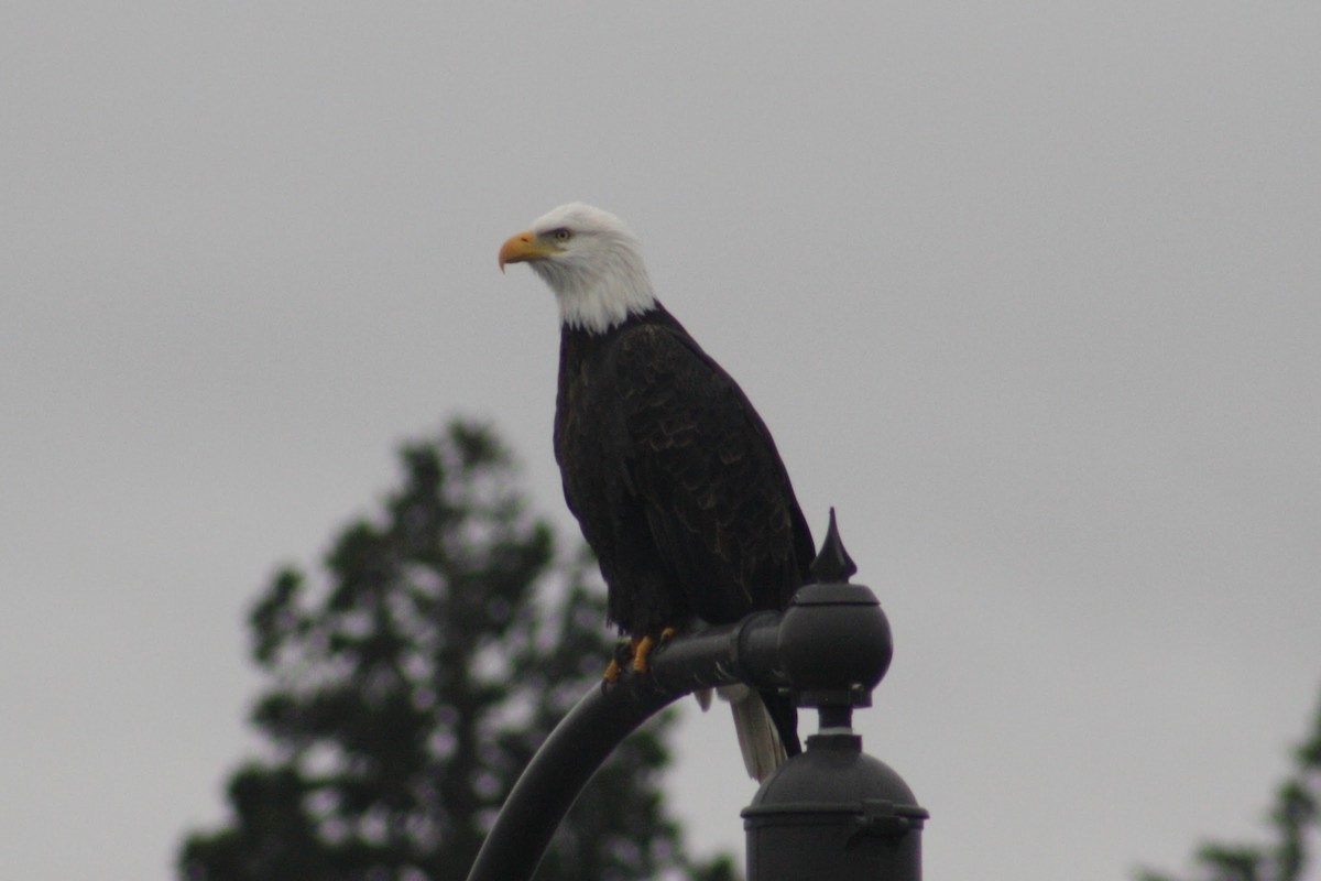 Bald Eagle - ML646074280
