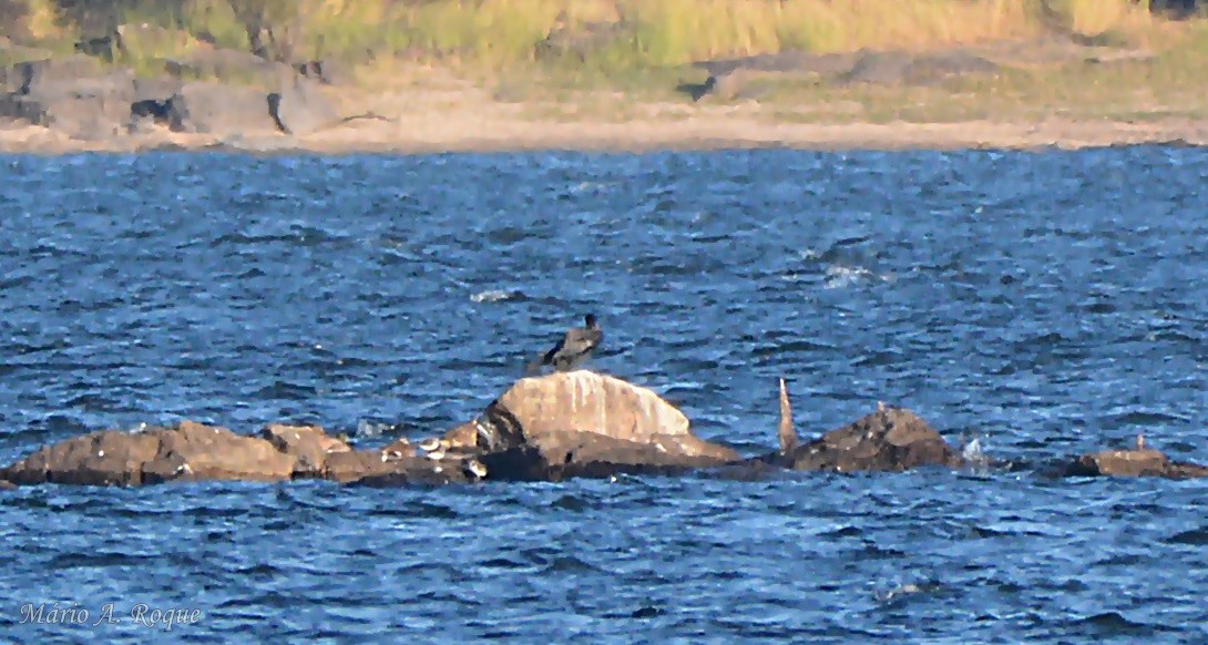 kormorán velký - ML646074287