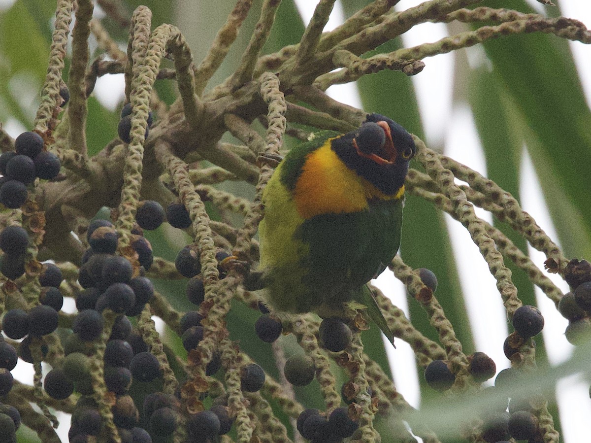 Cotinga jucunda - ML646074292