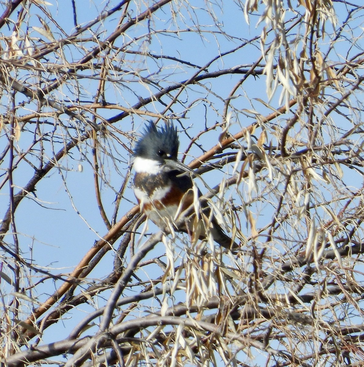 Belted Kingfisher - ML646074294