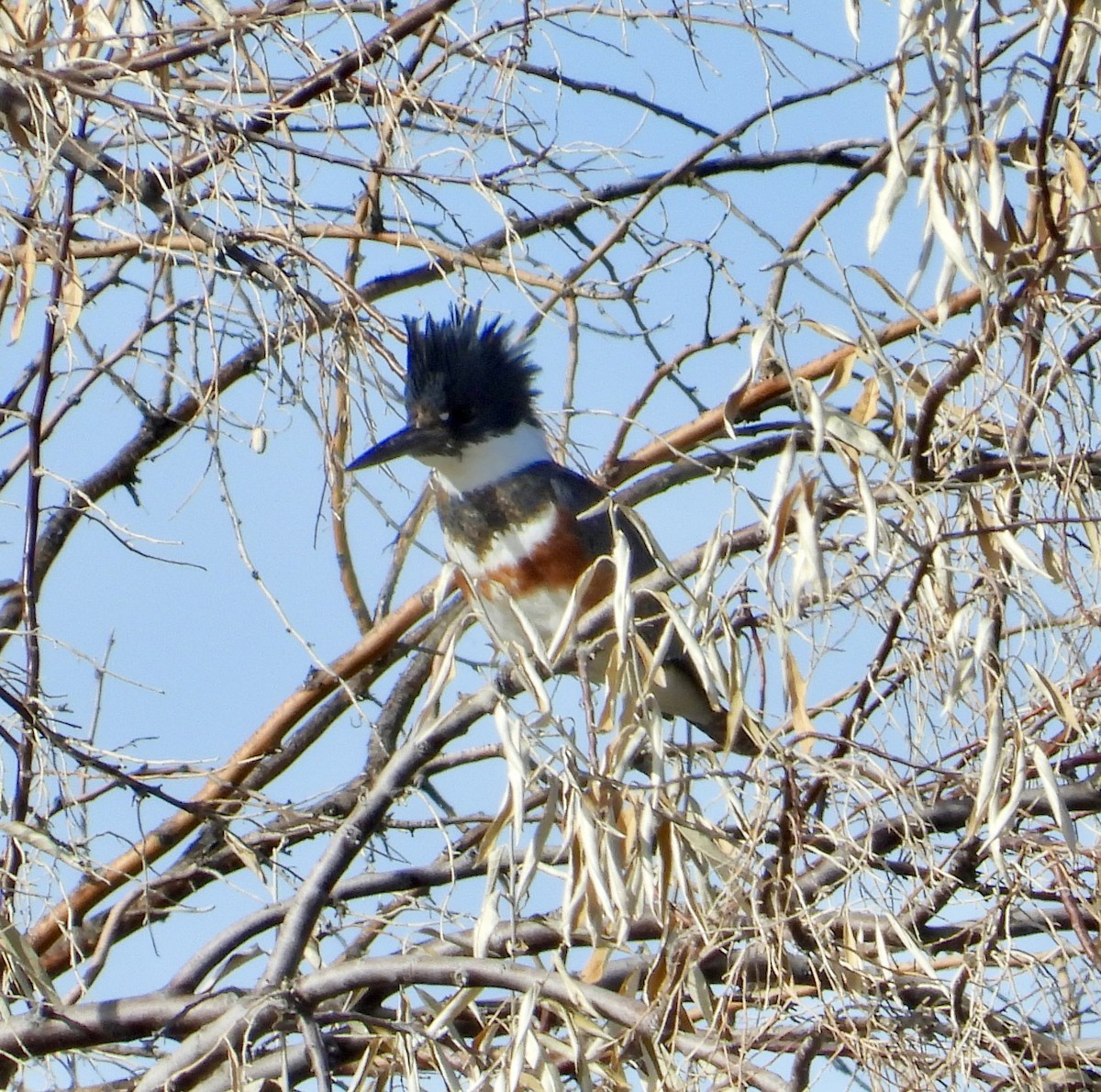 Belted Kingfisher - ML646074295