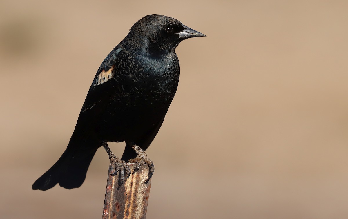 Sargento Tricolor - ML646074298