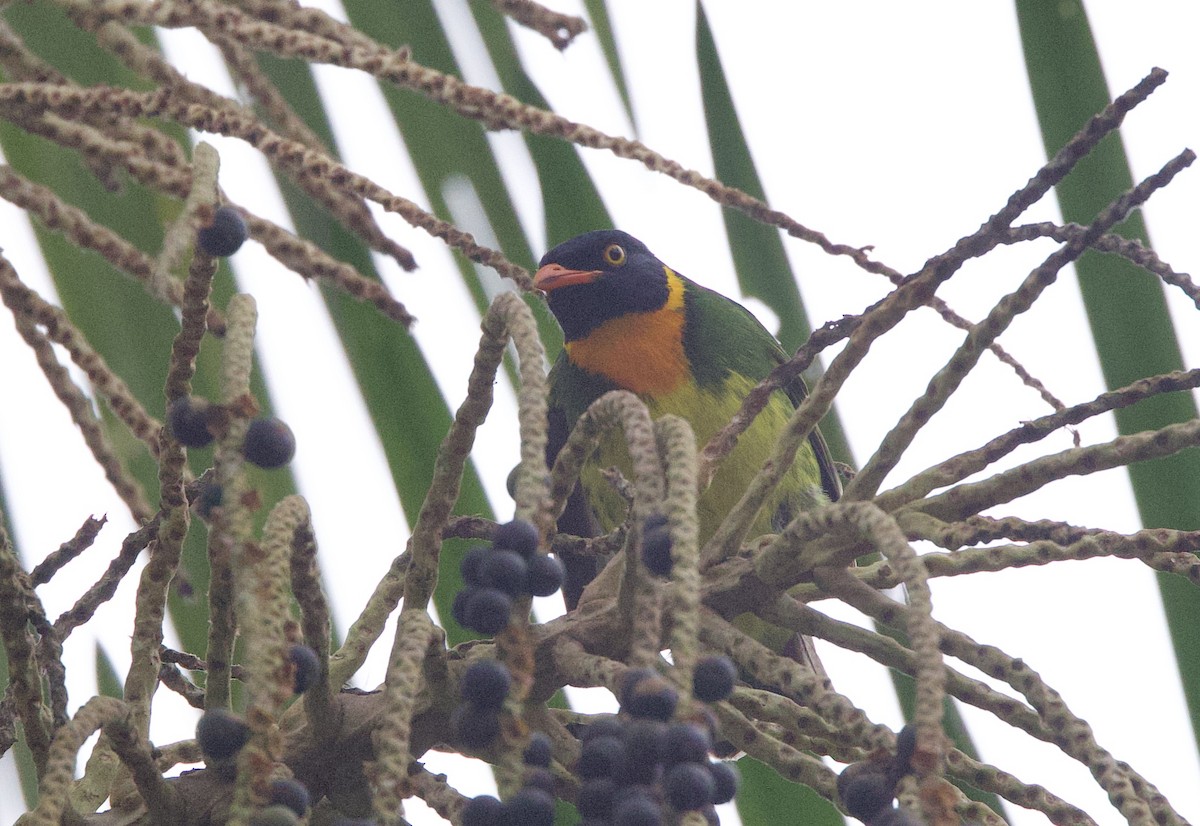 Cotinga jucunda - ML646074299