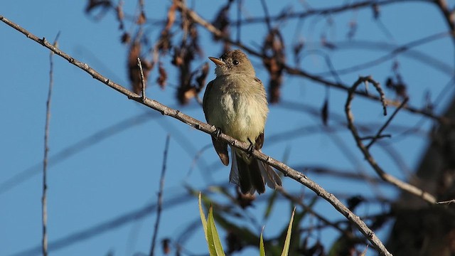 Willow Flycatcher - ML646074300